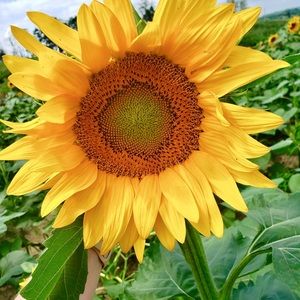 Meet your Posher, Kate